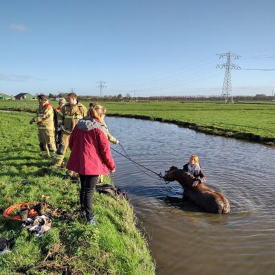 Paard in sloot