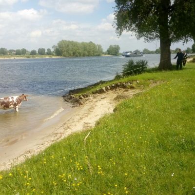 Dier te water - brandweer Heusden